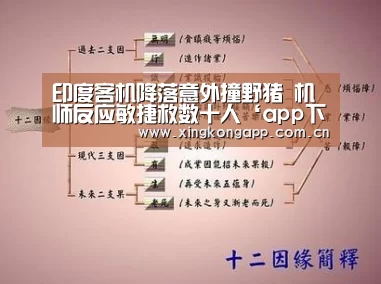 印度客机降落意外撞野猪 机师反应敏捷救数十人‘app下载’(图4) app下载